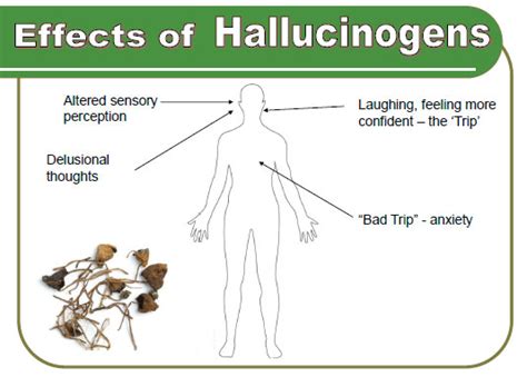 Hallucinogens Northwest Regional Drug And Alcohol Task Force