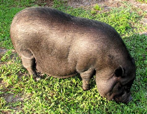 Vietnamese Pot Belly Pig Pot Belly Pigs Sausage Dog Pig