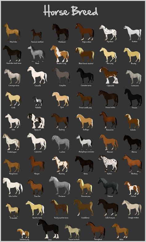 Horse Breeds Chart There Are A Lot More Breeds But This Is Pretty
