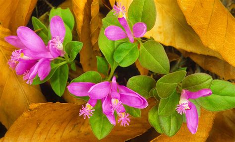 Kentucky Native Plant And Wildlife Plant Of The Week Gaywings Or