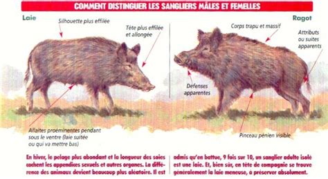 La Femelle Du Sanglier