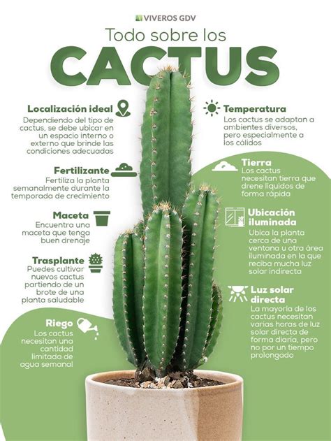 Todo Sobre Los Cactus Artofit