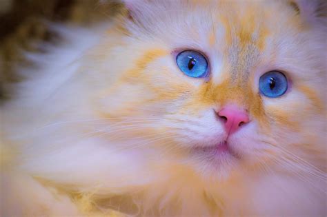 hình nền 1920x1276 px màu xanh da trời con mèo mắt mõm 1920x1276 wallbase 1915777