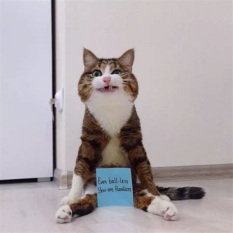 Meet Rexie A Disabled Cat That Shares Motivational Messages Daily