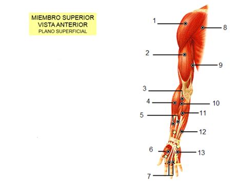 Los Musculos Del Cuerpo Humano Vista Anterior Y Posterior Lasttherapy