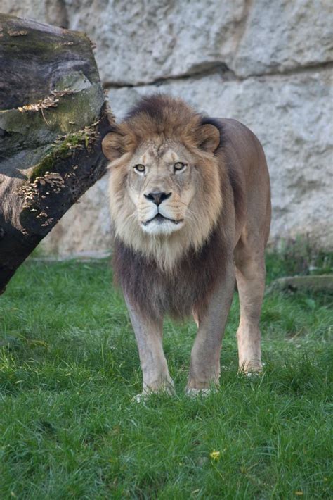 Lion De Latlas 3 Photo Et Image Animaux Animaux Sauvages Bovidés à