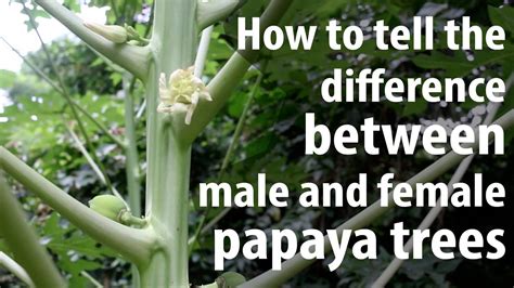 How To Tell The Difference Between Male And Female Papaya Trees Youtube