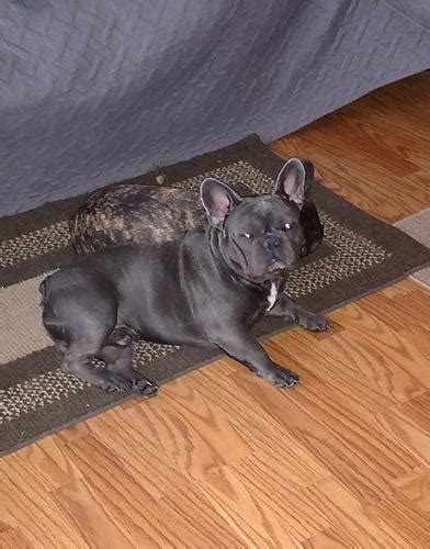 Check spelling or type a new query. French Bulldog Puppy for Sale - Adoption, Rescue for Sale ...