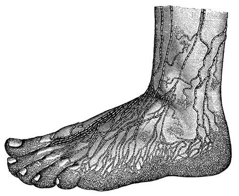 Superficial Lymphatics Of The Foot Clipart Etc