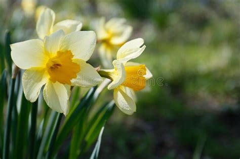Beautiful Yellow Daffodils Outdoors On Spring Day Closeup Space For
