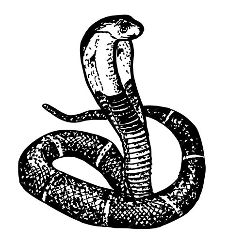 Premium Vector King Cobra Sketch Cobra Snake Tattoo Style In Black