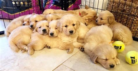 Golden Retriever Puppies Arkansas Adoption