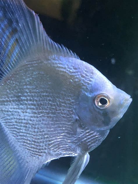 Get live updates on oscar winners and the awards ceremony. Pearl Scale Angelfish Adult. $19.99 Standard Shipping ...