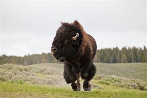 The Bison Buffalo Of Yellowstone National Park Jackson Hole