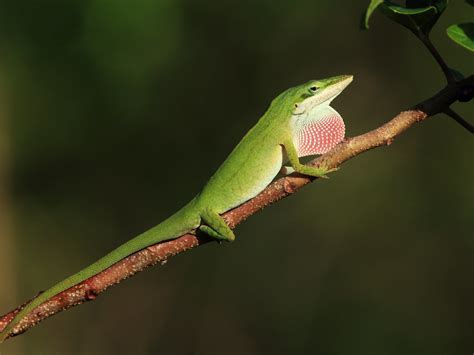 Green Anole Displaying 20150302 Morning Walk In Our Local Flickr