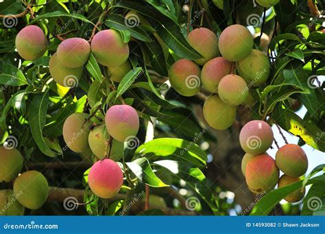 Ripening Mangoes On Tree Stock Photo Image Of Ripe Leafy 14593082