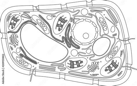 Plant Cell Coloring Pages