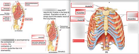 Inspiration And Exhalation Muscles Diagram Quizlet