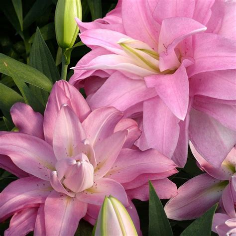 Buy Lotus Lily Bulb Lilium Lotus Breeze Lotus Lily Series Delivery