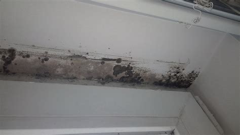What Is The Difference Between Black Mold And Mildew Pediaacom