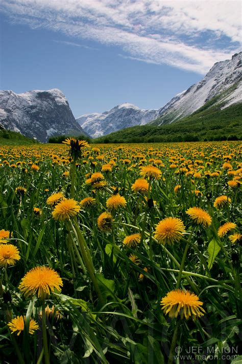 Image Field Of Bright Dandelion Flowers Under Snow Capped Mountains