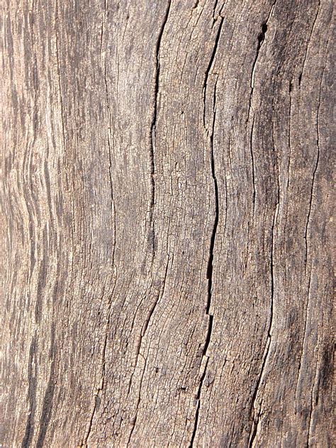 Texture Tronco Wood Madera By Sangrenegrv On Deviantart