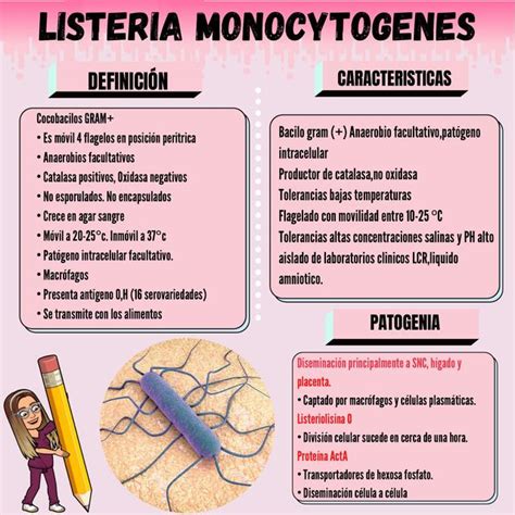 Listeria Monocytogenes Andrea Marin Perata UDocz