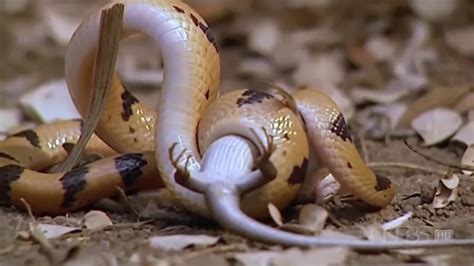 Animal Planet Channel On Dish : Discovery Channel on DISH TV | DISH