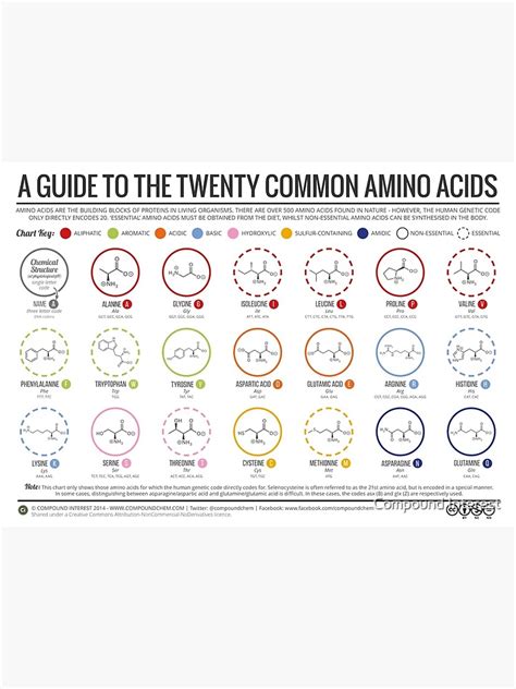 20 Amino Acids Physiological Structure Version Poster For Sale By