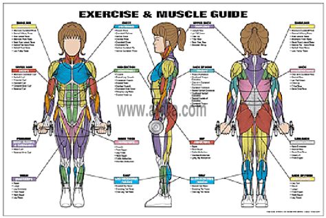 Muscle Exercises Muscle Group Exercises Chart