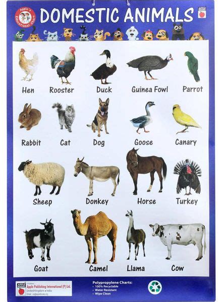 Animal groups and babies often have strange names. Domestic Animals - Charts | Souq - UAE