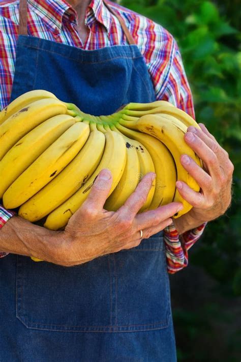 Senior Man Farmer Worker Holding Harvest Of Organic Bananas Stock
