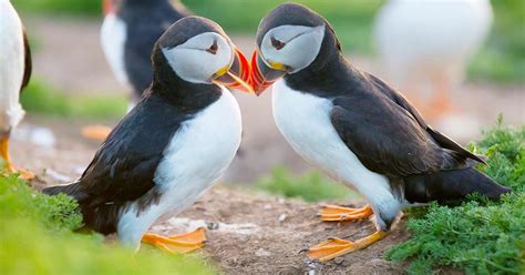 Puffins In Iceland A Complete Guide