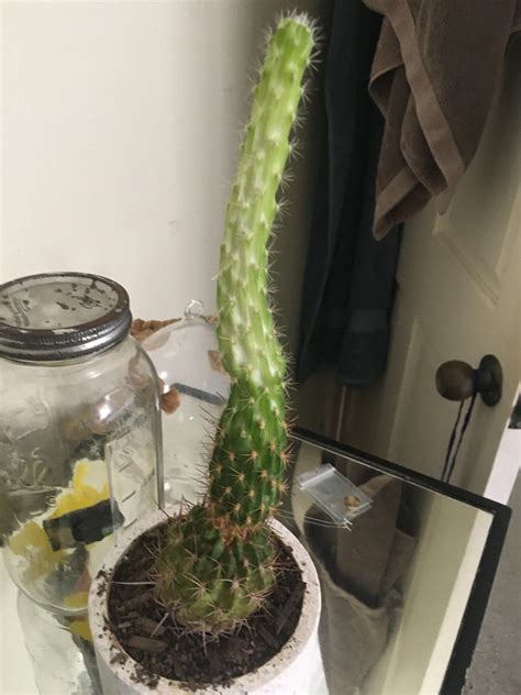 Help Why Is My Cactus Turning Light On Top And Has My Cactus