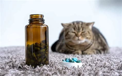 What Shots Do Indoor Cats Need 8 Essential Vaccines