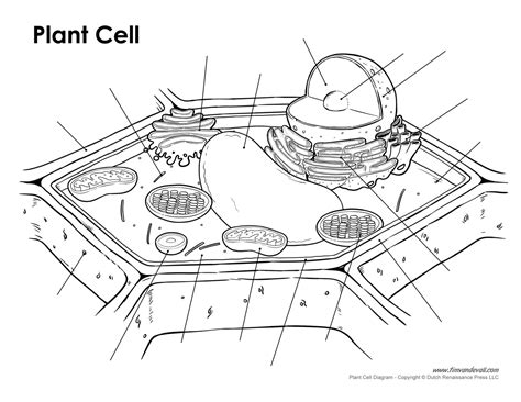 Blank Plant Cell Diagram Tims Printables