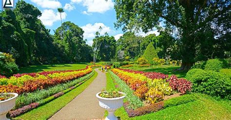 Royal Botanical Gardens Peradeniya Lanka Pradeepa