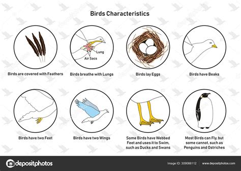 Bird Characteristics Infographic Diagram Including Feathers Lungs Lay Eggs Beaks Stock Vector