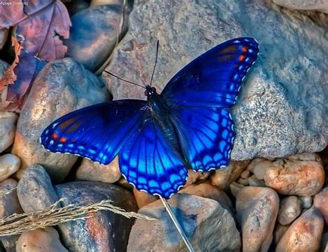 Beautiful Beautiful Butterflies Purple Butterfly Blue Butterfly