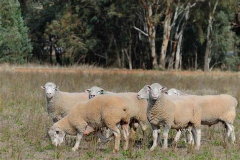 Most Popular Breed Of Sheep For Your Homesteading Needs Sheep Breeds