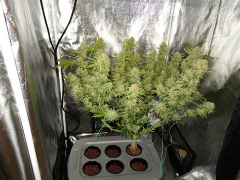 Grow light for one weed plant. How Many Cannabis Plants Should I Grow? (For the Biggest ...