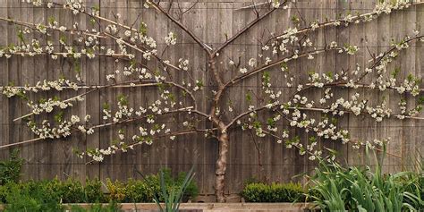 Landscape Design Tips For Small Spaces Espalier Fruit Trees Fruit