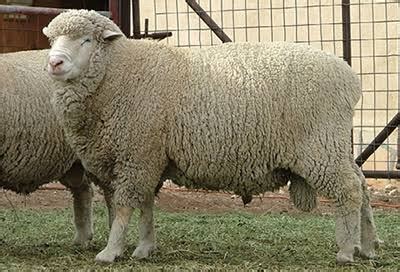 Rambouillet, breed of sheep, developed from selections of a few hundred of the best merino sheep of spain in 1786 and 1799 by the french government at its national sheepfold at rambouillet, france. Debouillet sheep characteristics - Learn Natural Farming