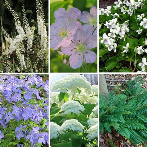 Native Shade Plant Collection American Meadows