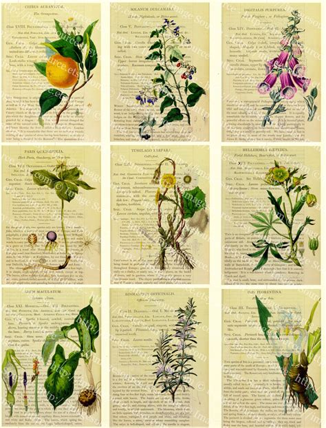 Herbal Botanicals Printable Cards Set Medicinal Plants 27 Etsy