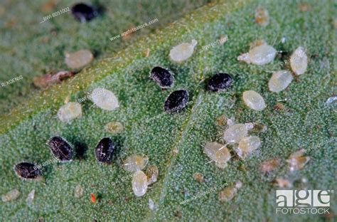 Greenhouse Whitefly Trialeurodes Vaporariorum The Black Larvae With