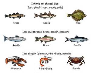 Irish White Fish, Oily Fish and Shellfish, in Gaelic. pic 