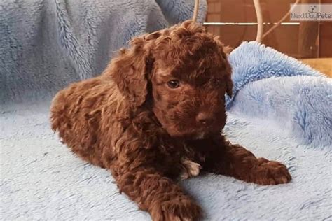 Della x mango puppies, march 7th, 2021. Willow: Lagotto Romagnolo puppy for sale near Binghamton ...