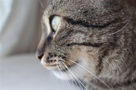 Side View Cats Face Stock Photos Download 1637 Royalty Free Photos