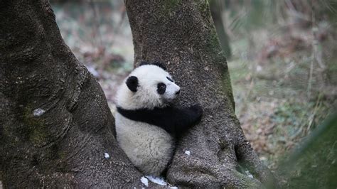 Two Captive Bred Giant Pandas Released Into Wild In Sw China Youtube
